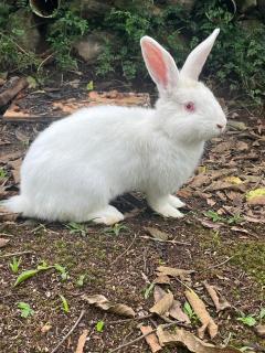 Pousada Sabor da Serra - 2