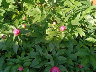 Tokyo downtown牡丹莊 - 8