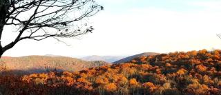 New! Scenic Wintergreen Home Dog Friendly - 5