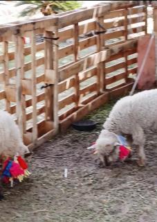 Cabaña La Casona de los Paredones - 7