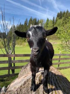 Ferienwohnung Lahnerhof - 7