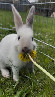 Ferienwohnung Lahnerhof - 6