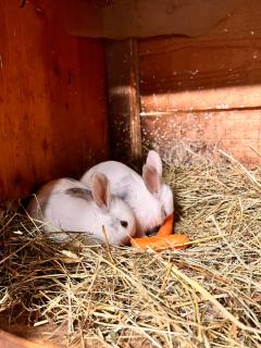 Ferienwohnung Lahnerhof - 5