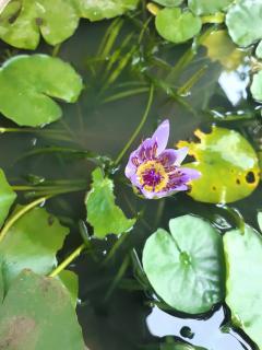 Lion Heart Villa Hikkaduwa - 7