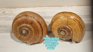 Pikikirunga House, Takaka Hill - 2