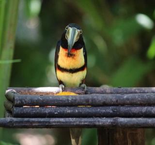 Finca Verde Lodge - 7