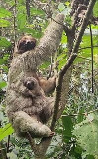 Finca Verde Lodge - 6