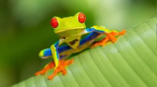 Finca Verde Lodge - 2