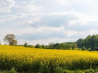 Steinbeck in the Thorstorf estate barn - Thorstorf - 3