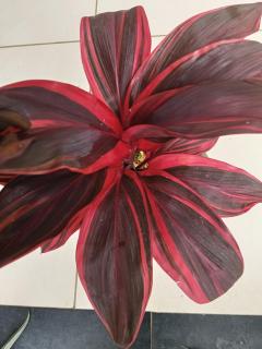 Mayoorvihar home stay Sulthaan Bathery Wayanad Kerala - 1