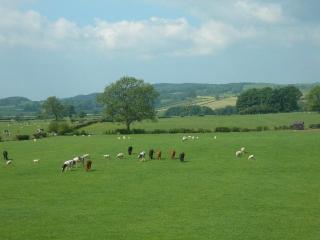 Burrow Meadows - 1