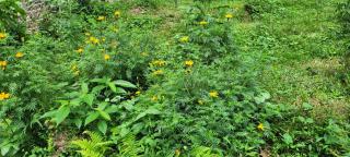 Rongo Orange Valley Camp&Cottages - 4