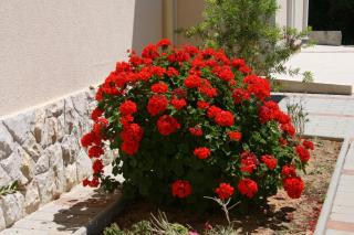 Apartments with parking space Novalja, Pag - 3294 - 2