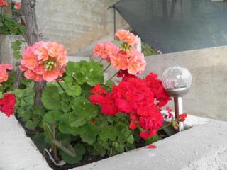 Apartments with parking space Brela, Makarska - 11687 - 1