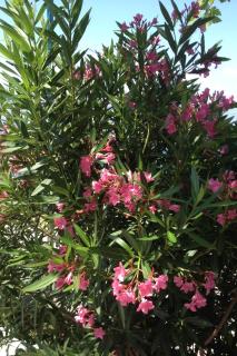 Apartments by the sea Sveti Juraj, Senj - 2399 - 2