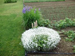 Rooms with a parking space Knezevi Vinogradi, Baranja - 15024 - 5