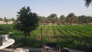 استراحة الباشا albash farm stay - Al Karāmah - 8