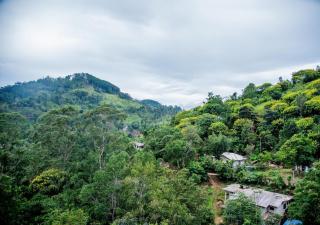 Scenic View - Ella - 2