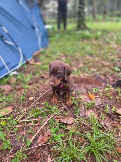 The Kadu - Tāzhekkod - 3