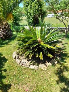 Apartments and rooms with parking space Palit, Rab - 22221 - 2