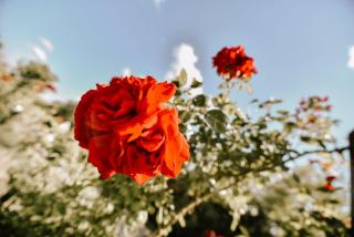 Holiday house with a parking space Mandicevac, Slavonija - 24644 - 1