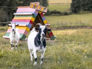 Ferienhof Jakob Rohrhof - 9