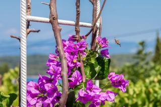 Apartments with parking space Njivice, Krk - 5325 - 1