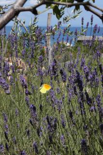 Apartments with a parking space Mali Losinj (Losinj) - 7879 - 1