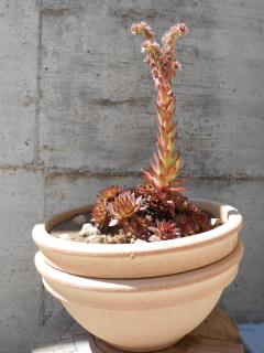 Studio Okrug Gornji 13859a - 2