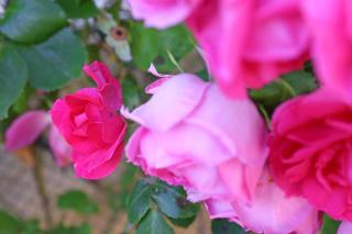 Apartments by the sea Drvenik Mali (Drvenik) - 15535 - 1