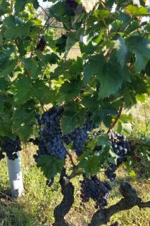 Apartments with parking space Sevid, Trogir - 16111 - 1