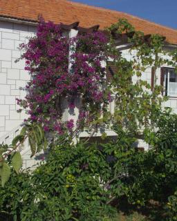 Apartments by the sea Postira, Brac - 740 - 1