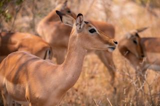 Stripes & Sunsets Marloth Park - Self catering, Bush retreat With Pool & Wildlife views Near Kruger Park - 2