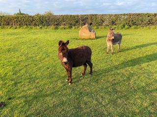 The Old Carthouse - 9