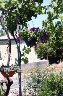 Apartments and rooms with parking space Barbat, Rab - 5070 - 1