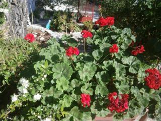 Apartments with parking space Stomorska, Solta - 11528 - 1