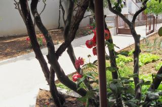 Apartments and rooms by the sea Zaostrog, Makarska - 2662 - 1