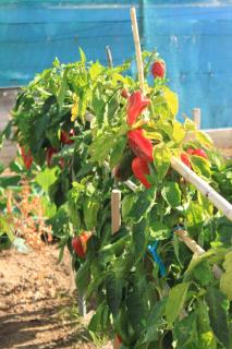 Apartments by the sea Slano, Dubrovnik - 8741 - Slano - 1