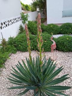 Apartments with parking space Pirovac, Sibenik - 15320 - 1