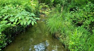 Rustic A-Frame Cabin in the Lush Woodlands of Grubville, Missouri - 2