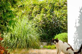 Apartments by the sea Cove Gornja Krusica, Solta - 20021 - 4