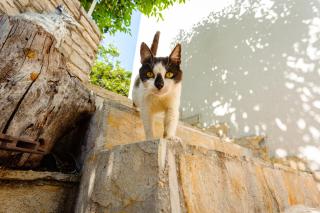 Apartments by the sea Cove Gornja Krusica, Solta - 20021 - 3
