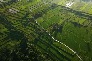 COMO Shambhala Estate - 5