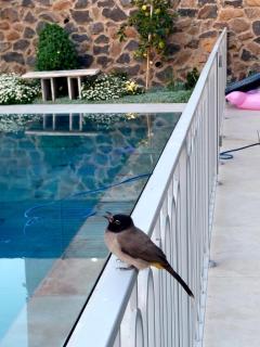 Tzafona Villa, Katzrin - 9