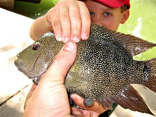 Aquatic Retreat: Waterfront Tented Cabin with Full Amenities for Water Lovers in Cibolo, TX - 6