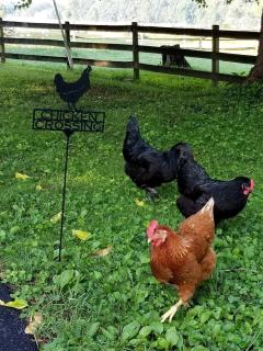 Sweet Chic Farm Cottage with Pool, Hot-Tub and Beautiful Sunsets in Maryland - 5