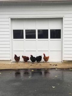 Sweet Chic Farm Cottage with Pool, Hot-Tub and Beautiful Sunsets in Maryland - 4