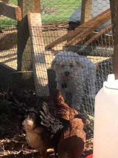 Sweet Chic Farm Cottage with Pool, Hot-Tub and Beautiful Sunsets in Maryland - 3