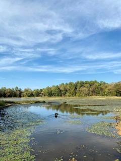 Majestic Nordic Tiny House with Private Deck, Grill and Fire Pit in Arkansas - 1