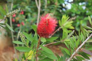 Apartments with a parking space Vinkuran, Pula - 7653 - 1
